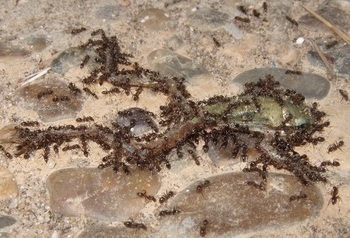 Un estudio del CSIC muestra que la hormiga argentina amenaza a los anfibios de Doñana