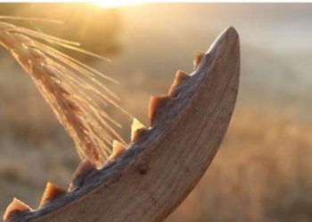 curiosidades-hoz-neolitica-mayo-2020