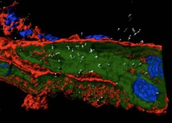 curiosidades-infeccion-tejido-cardiaco-mayo-2020