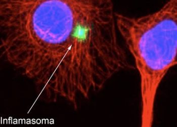 Un proyecto del CSIC ensaya moléculas que frenen la tormenta de citoquinas causada por Covid-19 en casos graves
