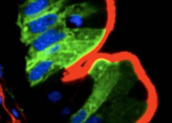 Científicos del CSIC identifican un nuevo mecanismo que regula el desarrollo del citoesqueleto del intestino
