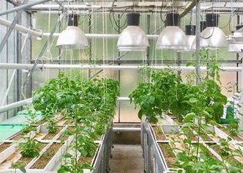 Descubren el efecto de la competencia en el desarrollo de las raíces de las plantas