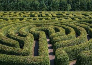 Los astrocitos mejoran el proceso de toma de decisiones