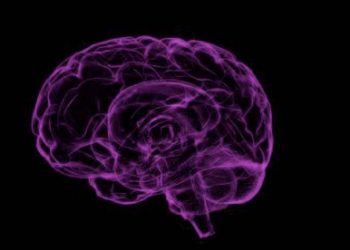 El sistema inmune participa en las alteraciones cerebrales que provocan la adicción al alcohol