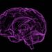 El sistema inmune participa en las alteraciones cerebrales que provocan la adicción al alcohol