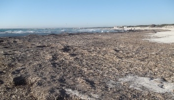 La acumulación de posidonia en las playas alberga decenas de especies animales