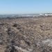 La acumulación de posidonia en las playas alberga decenas de especies animales