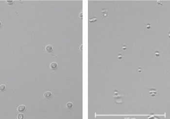 curiosidades-levaduras-abril-2020