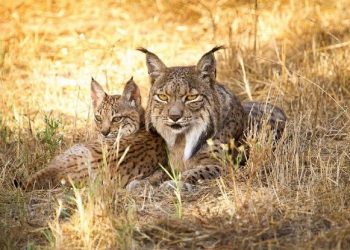 curiosidades-lince-iberico-septiembre.2019