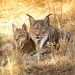 curiosidades-lince-iberico-septiembre.2019