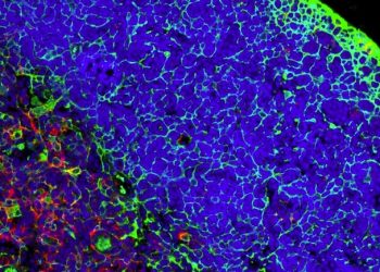 curiosidades-linfocitos-octubre-2019