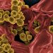 Un estudio muestra que el microbioma intestinal protege frente a la predisposición genética a la leucemia