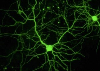 curiosidades-luz-para-tratar-tumores-septiembre-2019