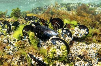 La secuenciación del genoma del mejillón revela un sistema de genes que podría explicar su gran resistencia