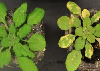 curiosidades-metabolismo-plantas-junio-2019