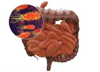 El CSIC estudia la influencia del microbioma intestinal en la respuesta inmune a la infección por Covid-19