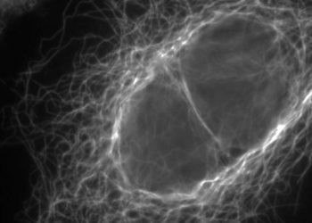 curiosidades-microtubulos-marzo-2020