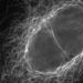curiosidades-microtubulos-marzo-2020