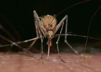 El mosquito Culex solo causa complicaciones en el 2 % de casos, según experto