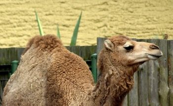 Investigadores del CSIC prueban la eficacia de nanoanticuerpos de camélidos contra la enfermedad de Huntington