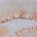 Un estudio del CSIC logra rejuvenecer regiones cerebrales en ratones mediante reprogramación celular