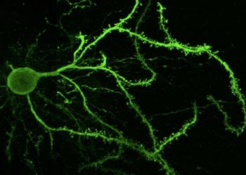 Determinan la función de un receptor de dopamina en el control del movimiento voluntario