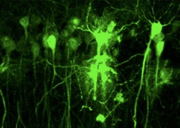 Un estudio revela el papel del receptor de dopamina D2 en la adquisición y consolidación de memoria