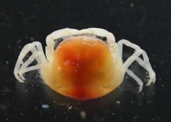 curiosidades-nueva-especie-cangrejo-marzo-2019