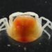 curiosidades-nueva-especie-cangrejo-marzo-2019