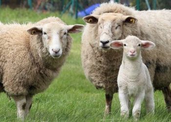 curiosidades-ovejas-mayo-2020