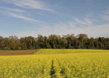 Un estudio constata la urgencia de recuperar un 20% de los hábitats autóctonos en zonas agrícolas
