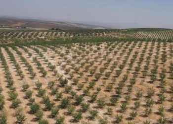 curiosidades-parcela-alm