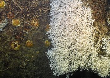 curiosidades-pared-de-corales-canon-de-blanes-marzo-2020