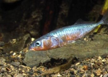 curiosidades-peces-adaptan-a-ecosistemas-dulces-junio-2019