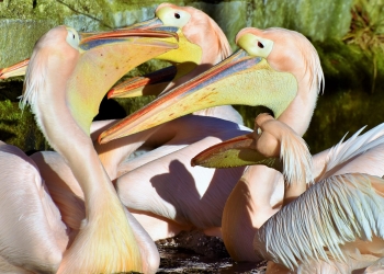 Curiosidades sobre los pelícanos