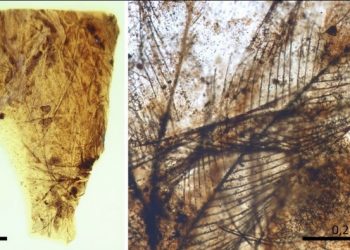 Científicos españoles hallan los pelos de mamífero más antiguos del mundo