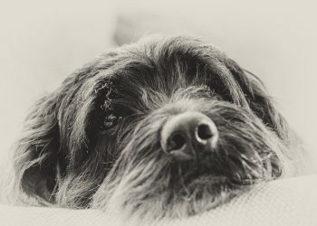 Enfermedades de perros que son más frecuentes en verano