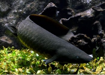 Un estudio muestra el origen de manos y dedos a partir del desarrollo de las aletas del pez pulmonado