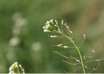 Una nueva herramienta génica permite identificar las distintas fases del ciclo celular de las plantas