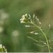 Una nueva herramienta génica permite identificar las distintas fases del ciclo celular de las plantas