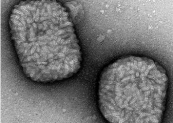 Descrito un mecanismo viral modulador de la respuesta inmune para tratar trastornos inflamatorios y autoinmunes