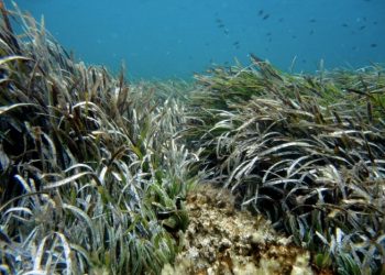 curiosidades-praderas-submarinas-agosto-2019