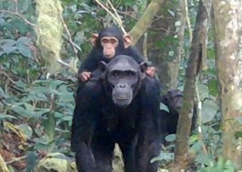 Un proyecto busca revelar cómo se movía el último ancestro común entre gorilas, chimpancés y el ser humano