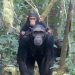 Un proyecto busca revelar cómo se movía el último ancestro común entre gorilas, chimpancés y el ser humano
