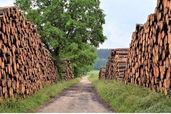 El CSIC patenta una ‘superenzima’ que disminuye la contaminación asociada a la industria papelera