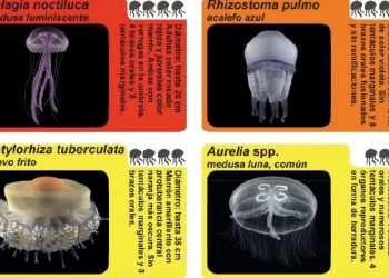 curiosidades-protocolo-picaduras-medusa-julio-2019