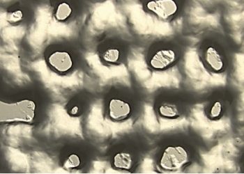 Nuevos hidrogeles permiten cultivar células T para ser usadas en inmunoterapia contra el cáncer