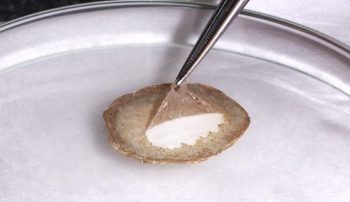 Investigadores del CSIC buscan reforzar las mucosas nasales y orales para impermeabilizarlas ante el SARS-CoV-2