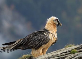 curiosidades-quebrantahuesos-mayo-2020