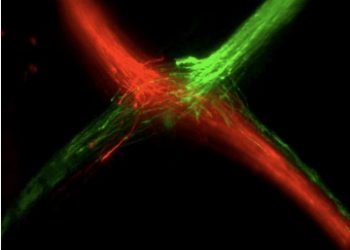 Describen nuevos mecanismos moleculares implicados en el establecimiento de la visión binocular